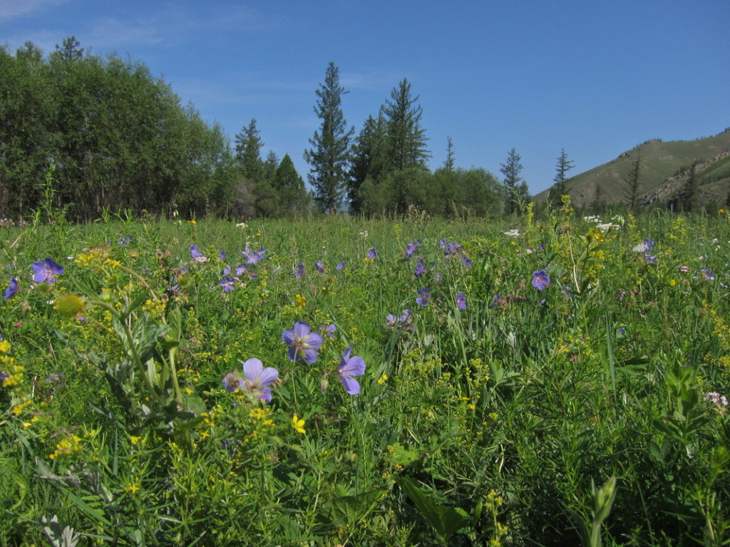 Herbs and Grassess in Mongolia, Gorkhi-Terelj NP