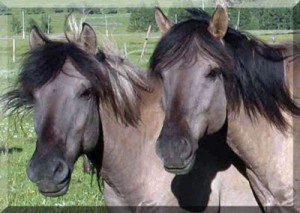 horseback riding in Mongolia in the Year of the Wooden Horse, Mongolian horses, ecotourism, adventure travel, keith swenson