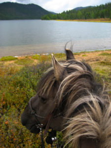 Good Boy, a beautiful colored, grulla Mongolian horse