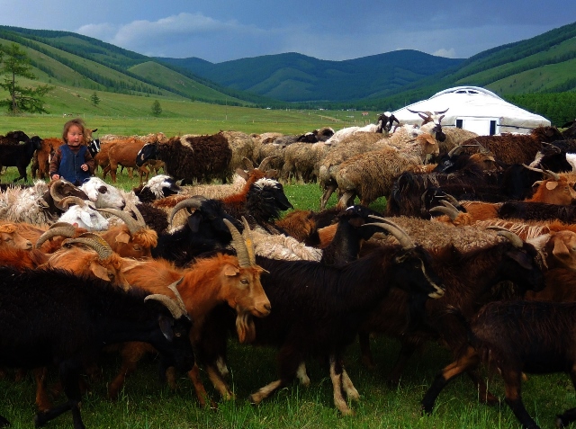 Mongolian nomadic herder's goats and sheep; home-stay, ger-stay with Mongolian herder family; Stone Horse Expeditions & Travel