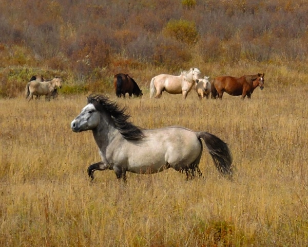 Mongolian horses roam free, grazing in Gorkhi Terelj National Park
