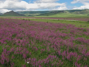 Wildflowers in Mongolia, horseback riding in Gorkhi-Terelj NP