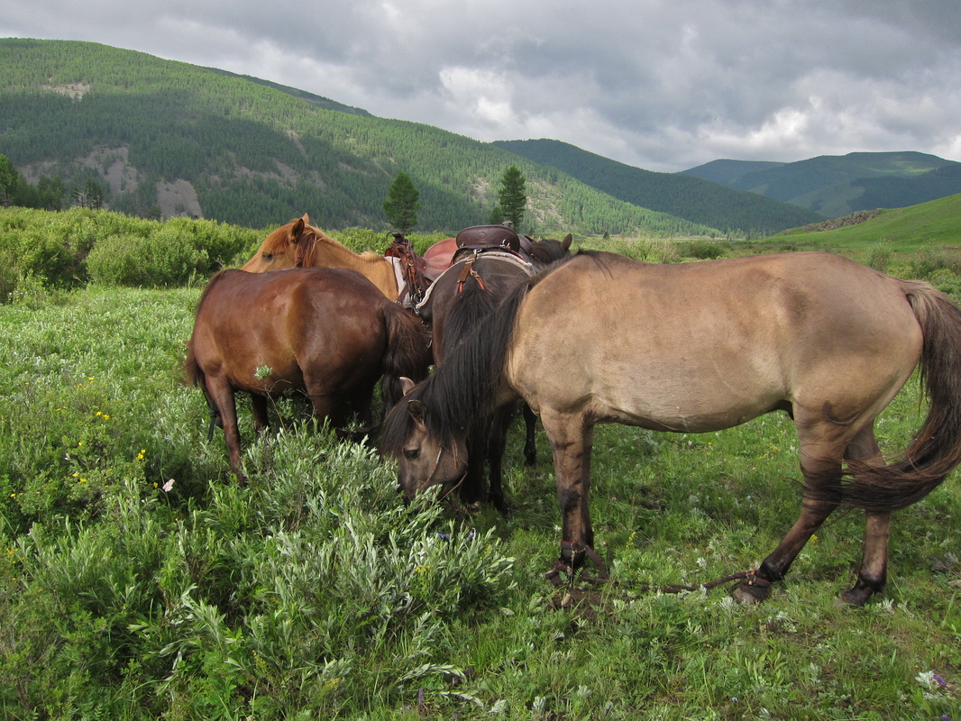 Mongolian Horses, Gorkhi-Terelj National Park