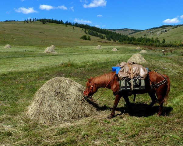 Gorkhi-Terelj National Park is a cultural landscapes, an important hay making area for nomadic livestock herders