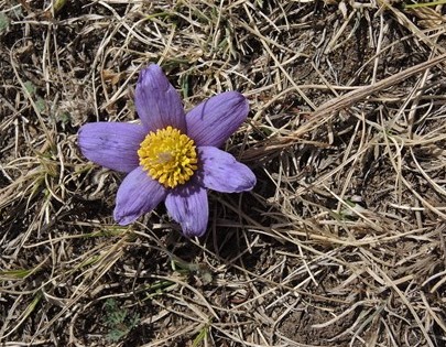 Purple pasque flower, near Gorkhi Terelj National Park, Monbgolia 
