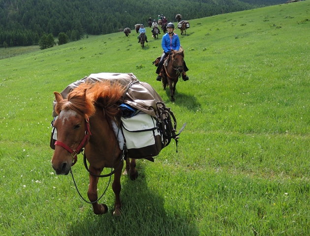 Horse riding Mongolia, Mongolia horse riding, Mongolia horseback riding, mongolia horse tours, Mongolia horse trekking, Mongolia horse travelA packhorse with Stone Horse Expeditions, Mongolia, of the Mongolian Horse Breed
