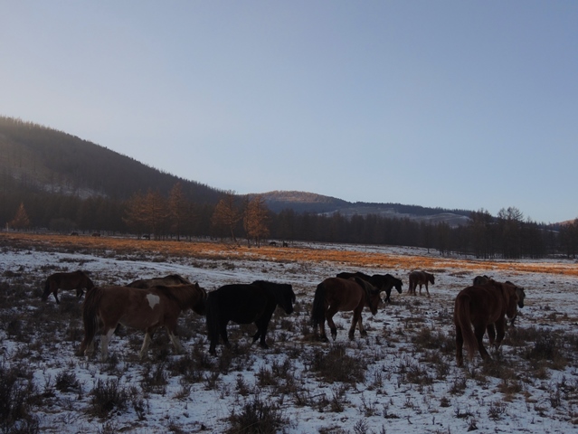 Mongolian horses winter pasture in Mongolia