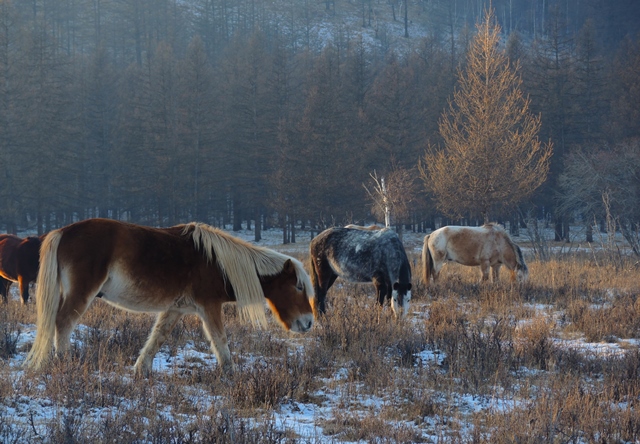 Mongolian horses, Mongolian horse riding in winter