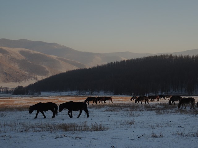 Winter horses in Mongolia, horses in Mongolia