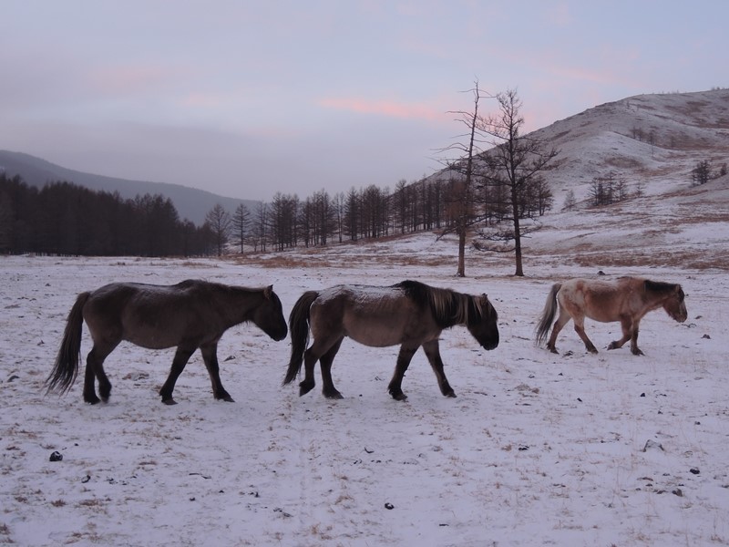 Mongolia winter horses, Mongolian horse riding in winter. 