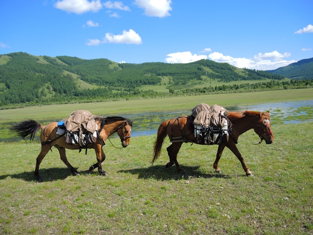 Horse trek camping in Mongolia, made possible by pack horses on horse riding tours in Gorkhi Terelj National Park and the Khentii Mountains in Mongolia