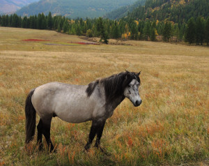 Mongolia Horse Riding Experiences - viewing horses in autumn