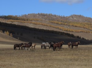 Riding Horse Trails Mongolia, Gorkhi Terelj National Park, Stone Horse Expeditions