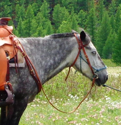 horse treks Mongolia, horse riding, riding holidays Mongolia,