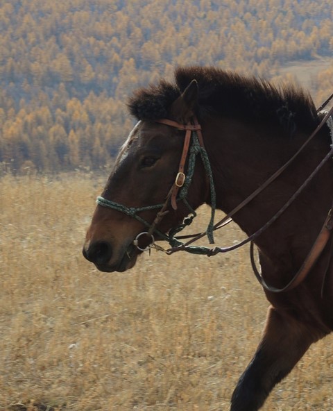 Stone Horse Mongolia