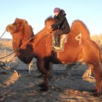 bactrian camel, Gobi desert, Mongolia, winter destination, experiential travel