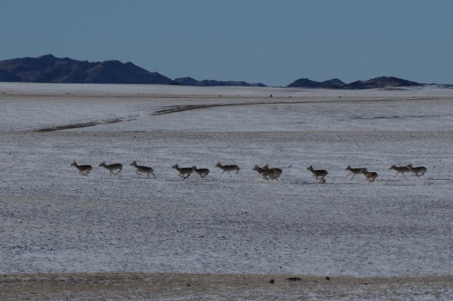 Mongolian gazelle, Gobi desert, winter travel destination