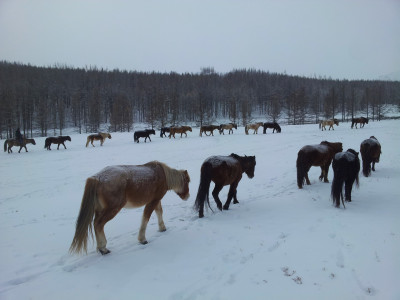 Mongolian horses in winter