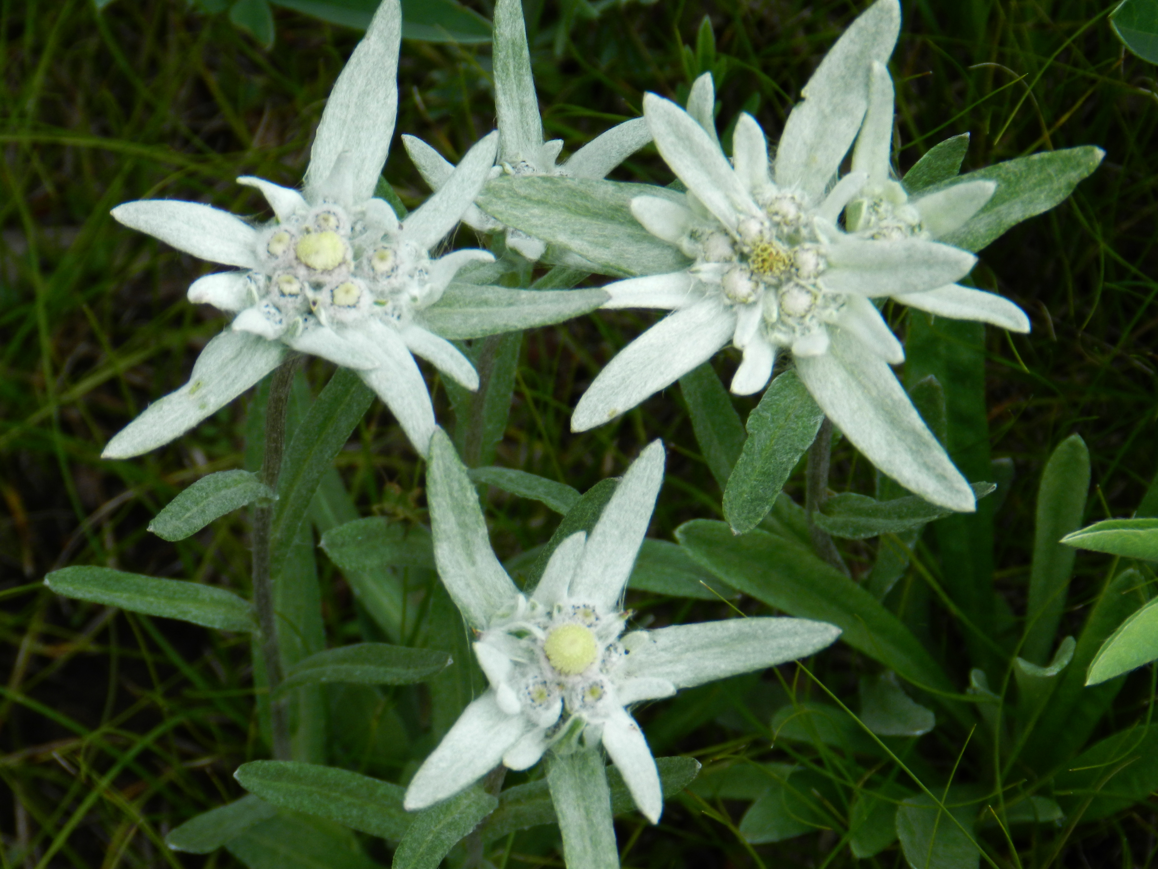 Edelweiss, flowers, another season of riding adventures in Mongolia