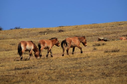 Hustai National Park - Home of the Takhi Wild Horses