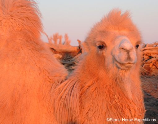 Bactrian Camel in the Gobi Desert, Mongolia