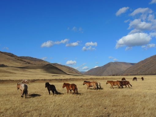 Mongolian horses in the steppes in autumn, riding in National Parks
