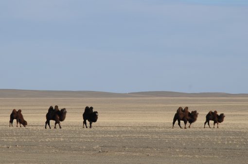 Bactrian Camels, Gobi Desert, Mongolia