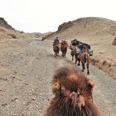 Winter Camel Trekking in the Gobi, Mongolia