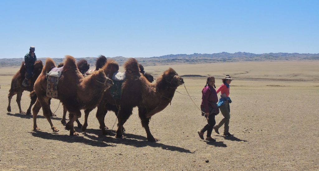 Camel Trekking in Mongolia's Gobi