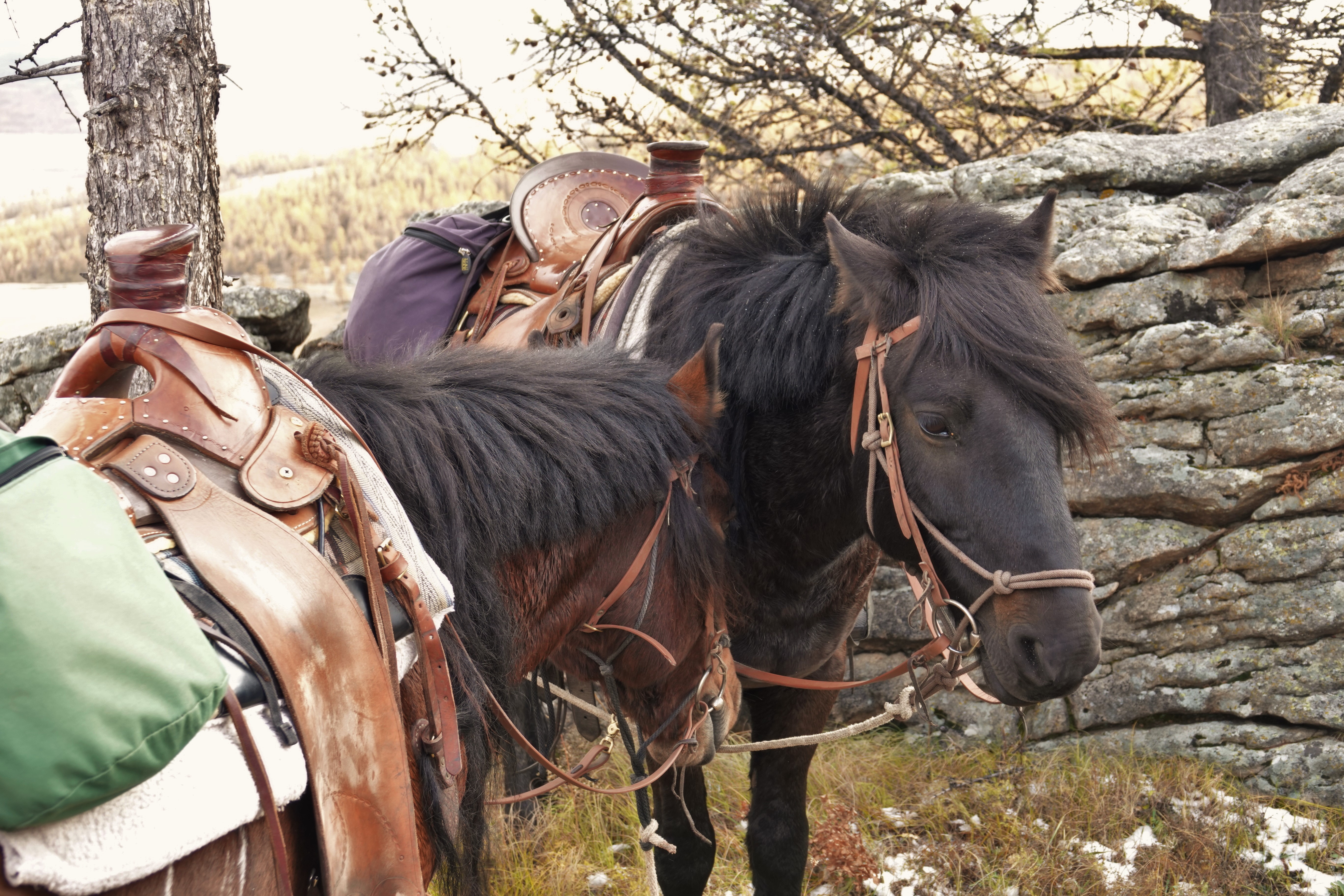 Horses, the Dawn of Arts and Forgotten Dreams, Trail Riidng in Mongolia, Stone Horse Expeditions