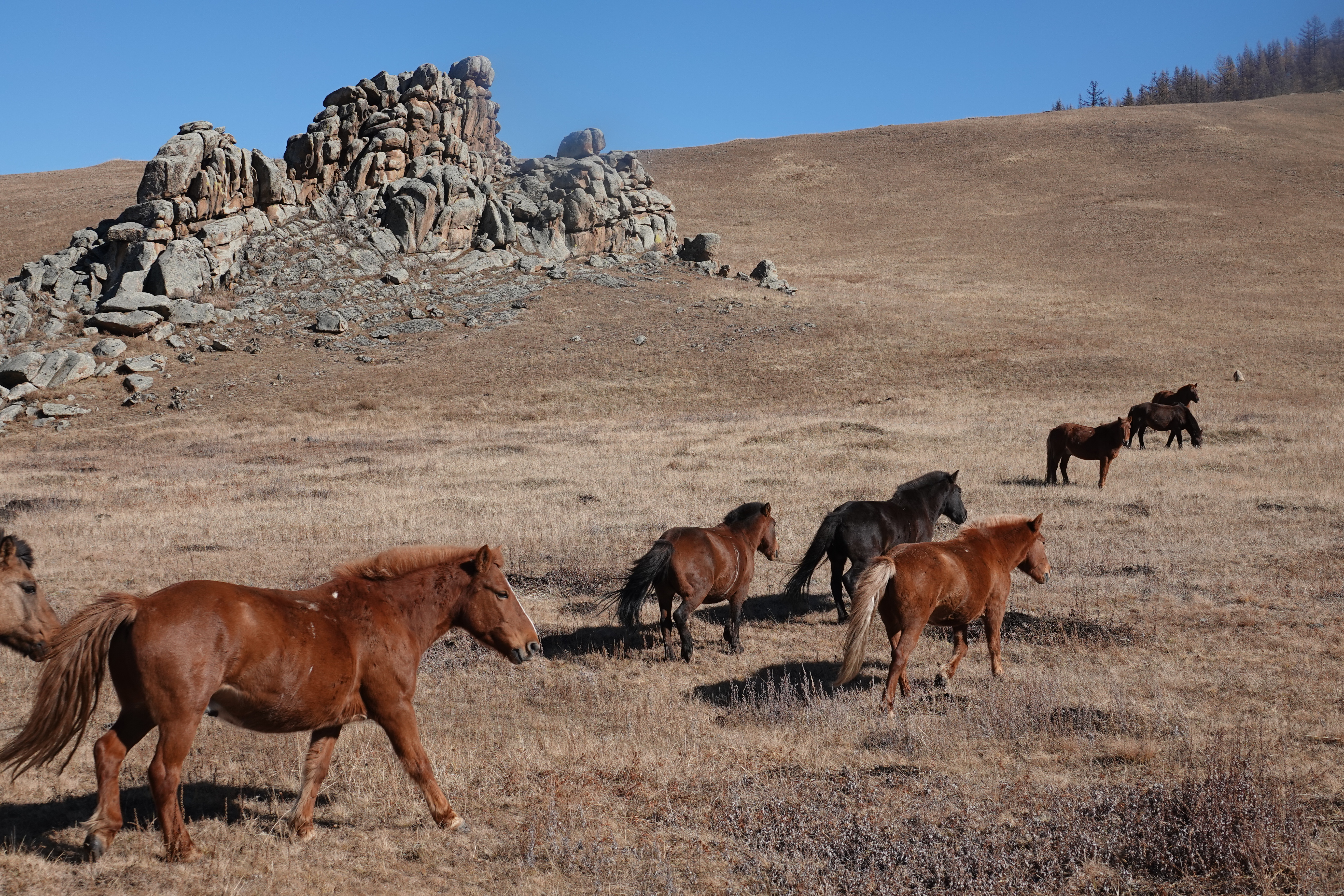 Horses, the Dawn of Arts and Forgotten Dreams