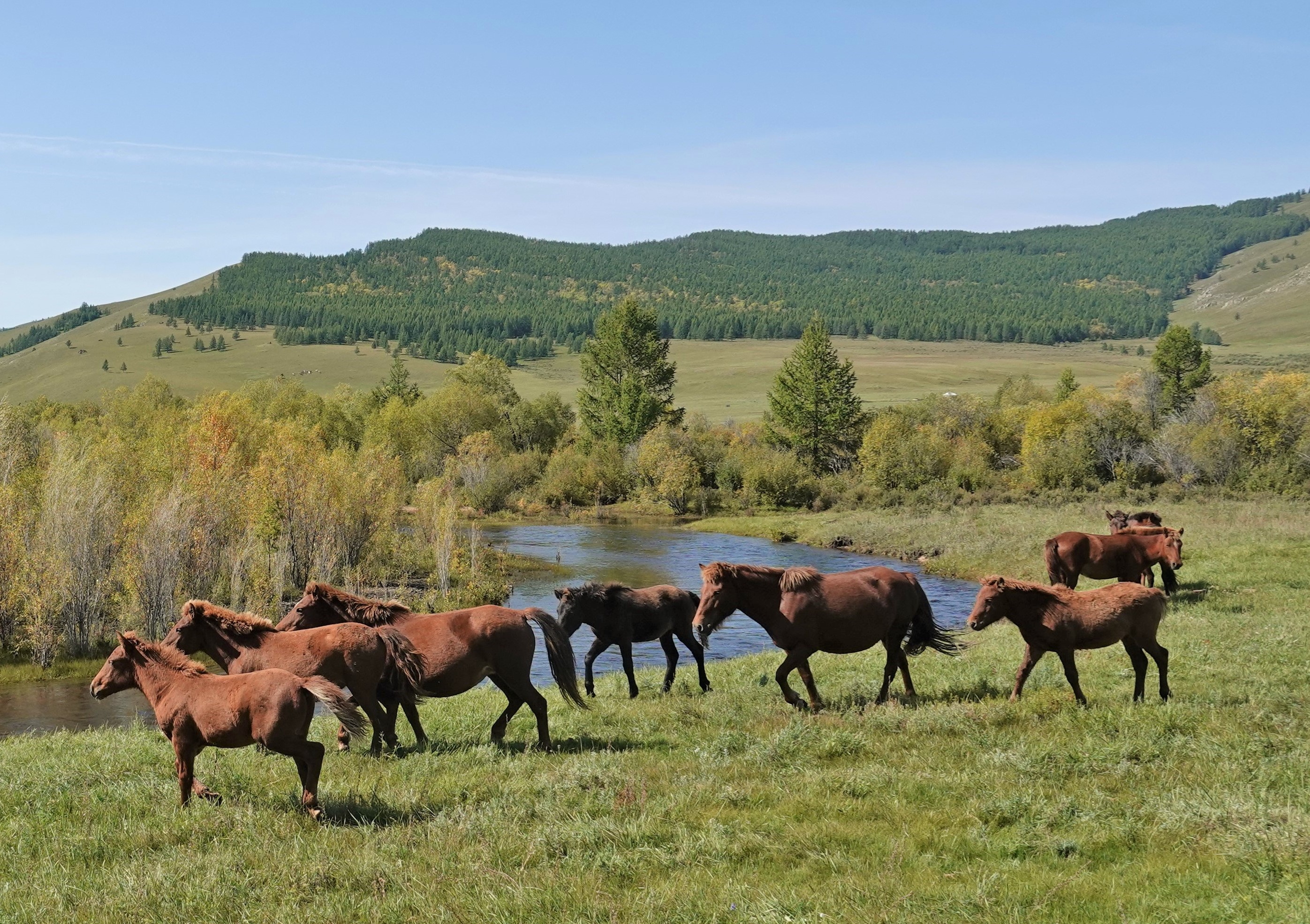 Horses, the Dawn of Arts and Forgotten Dreams, Mongolian horses, horseback expeditions