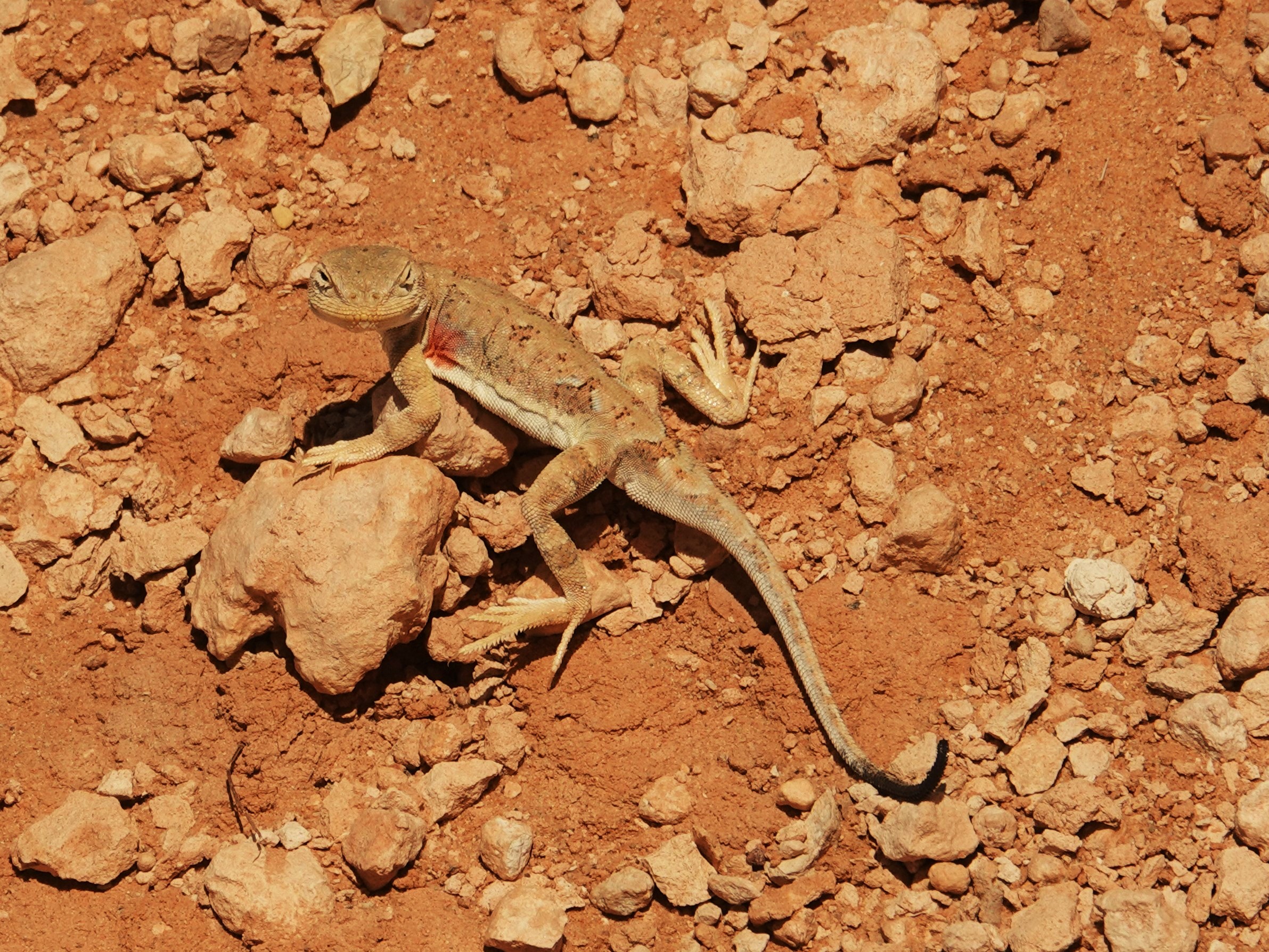 At the Flaming Cliffs in Mongolia's Gobi, Toadhad Agama, Lizard