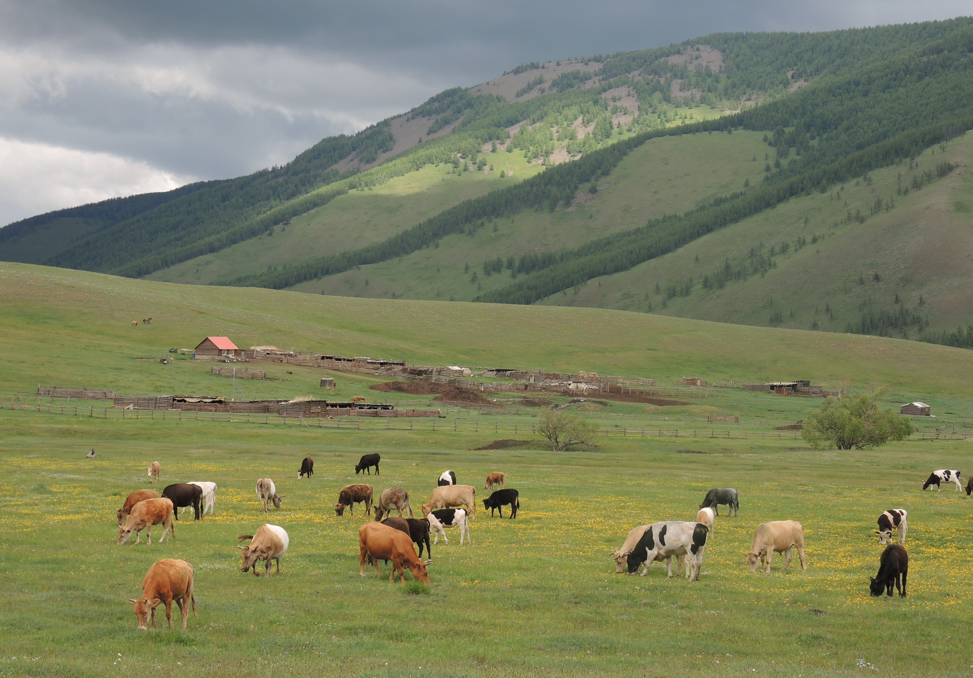 Mongolia Horse Riding Tours Support Conservation and Community