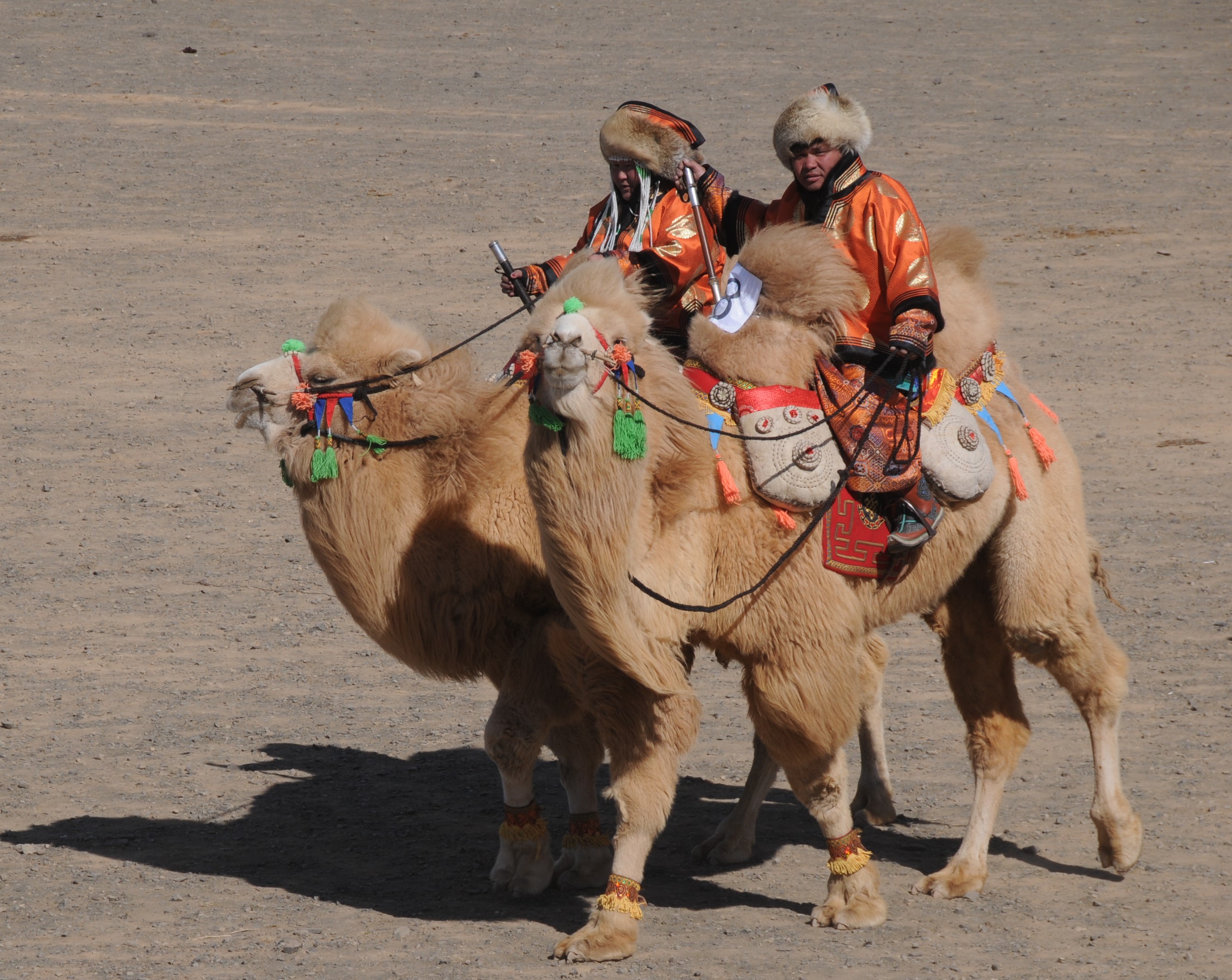 Festivals in Mongolia - Celebrations of Nomadic Traditions, Camel Festival South Gobi