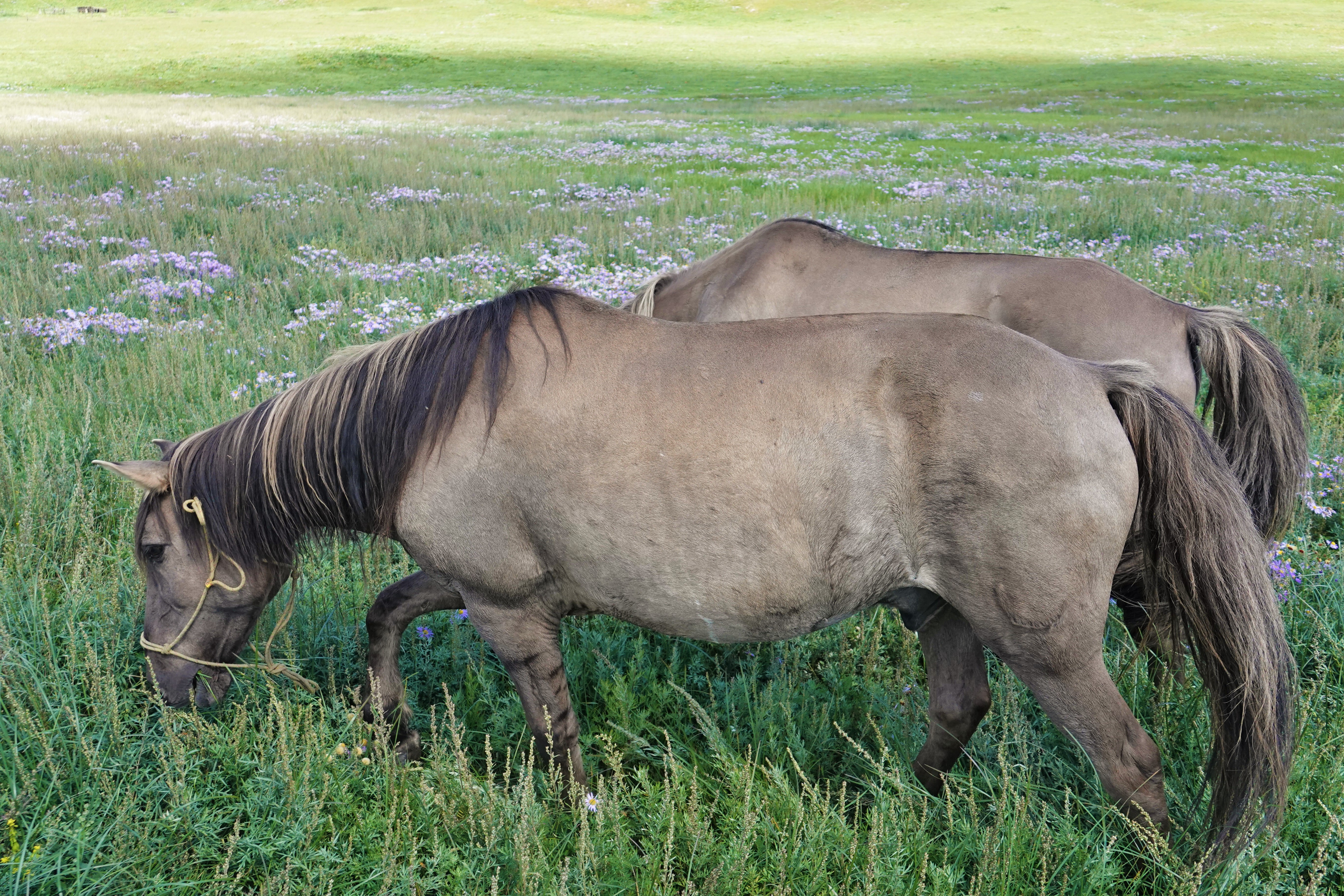 Mongolian horses, trekking horses, roaming free