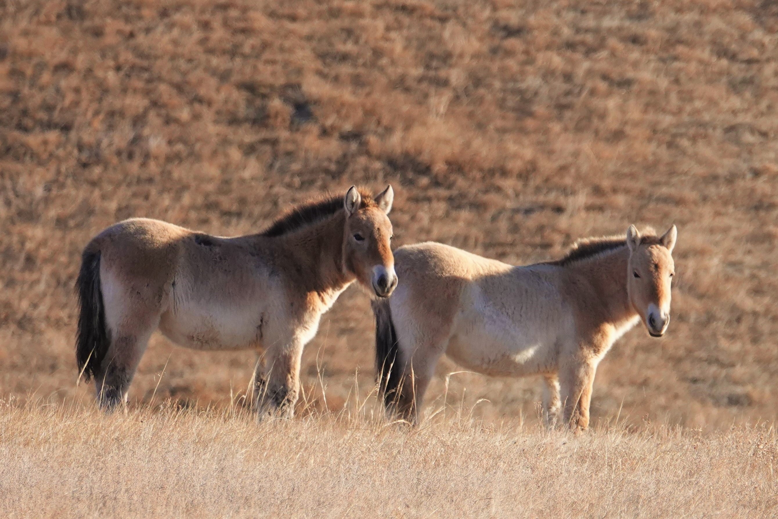 Mongolian horses, Takhi, Przewalski Horse, Wild Horse Mongolia, Hustai Nuruu National Park