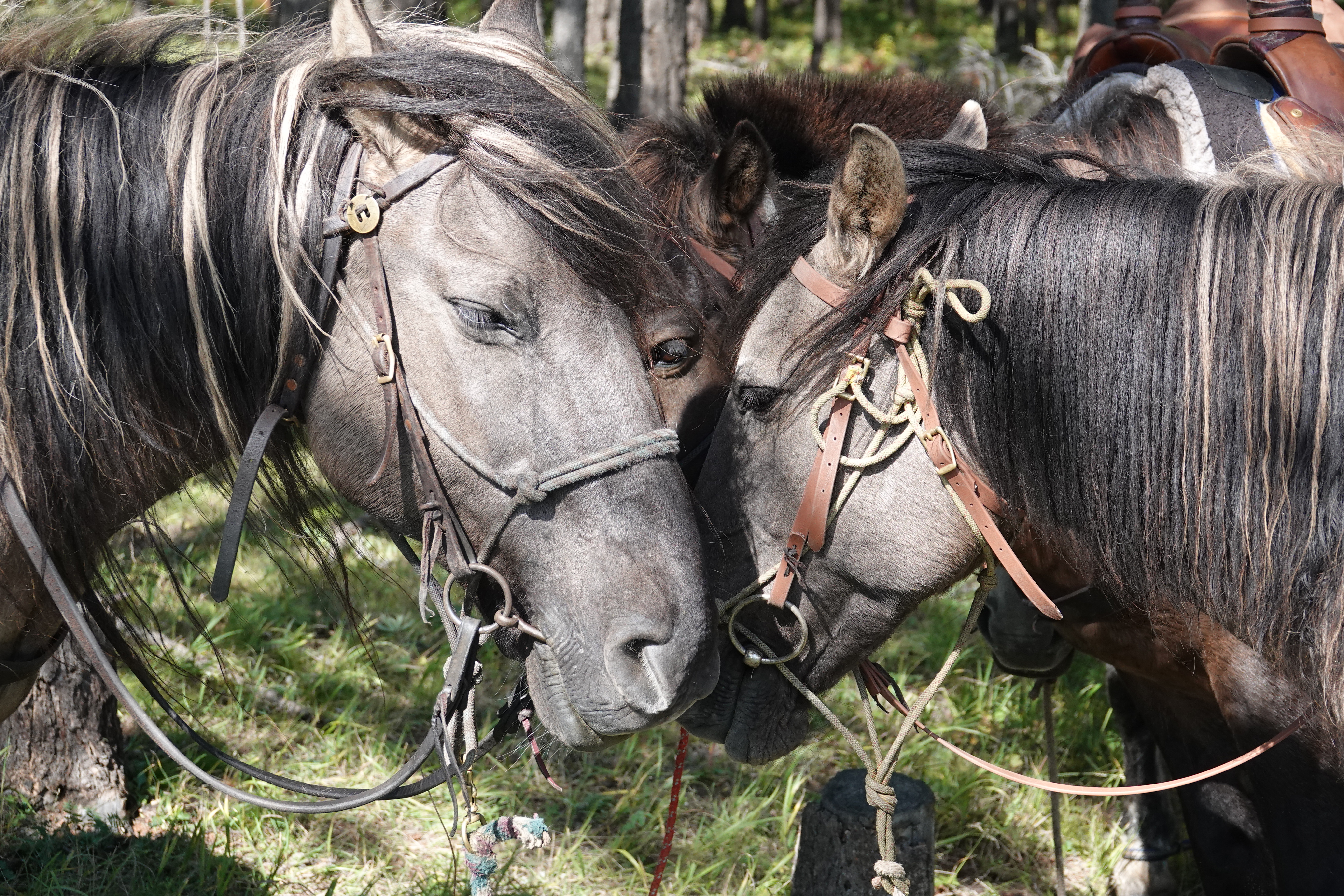 Mongolian horses, trail horses for Stone Horse Expeditions, our two grey horses