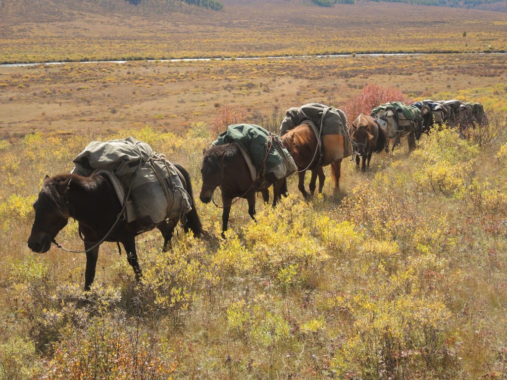 Mongolian horses, pack horses carry all our equipment and provisions on treks in Mongolia