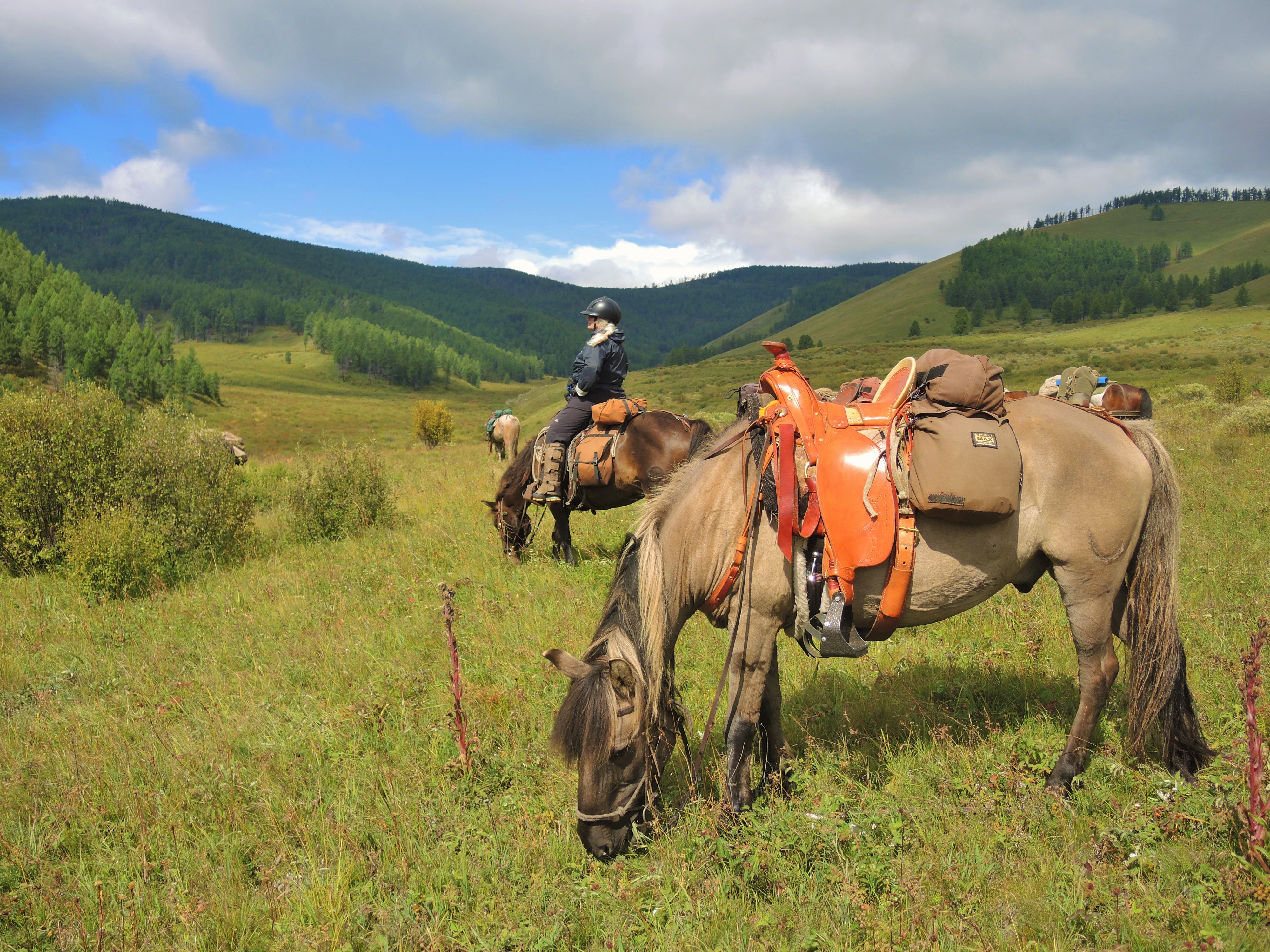 Mongolian horses for trail riding, horse trekking in Mongolia