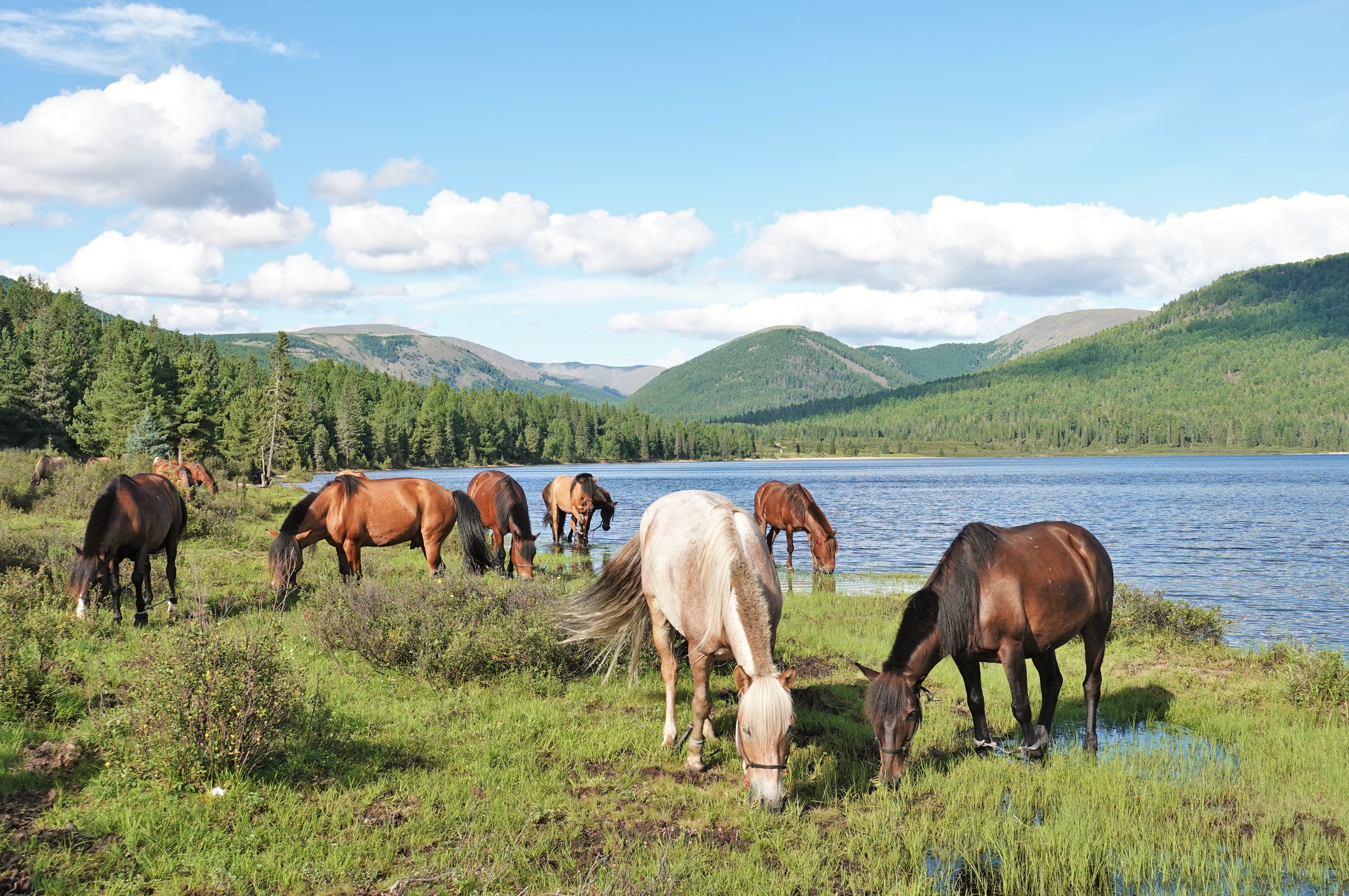 8 Good Reasons to choose Stone Horse Expeditions in Mongolia