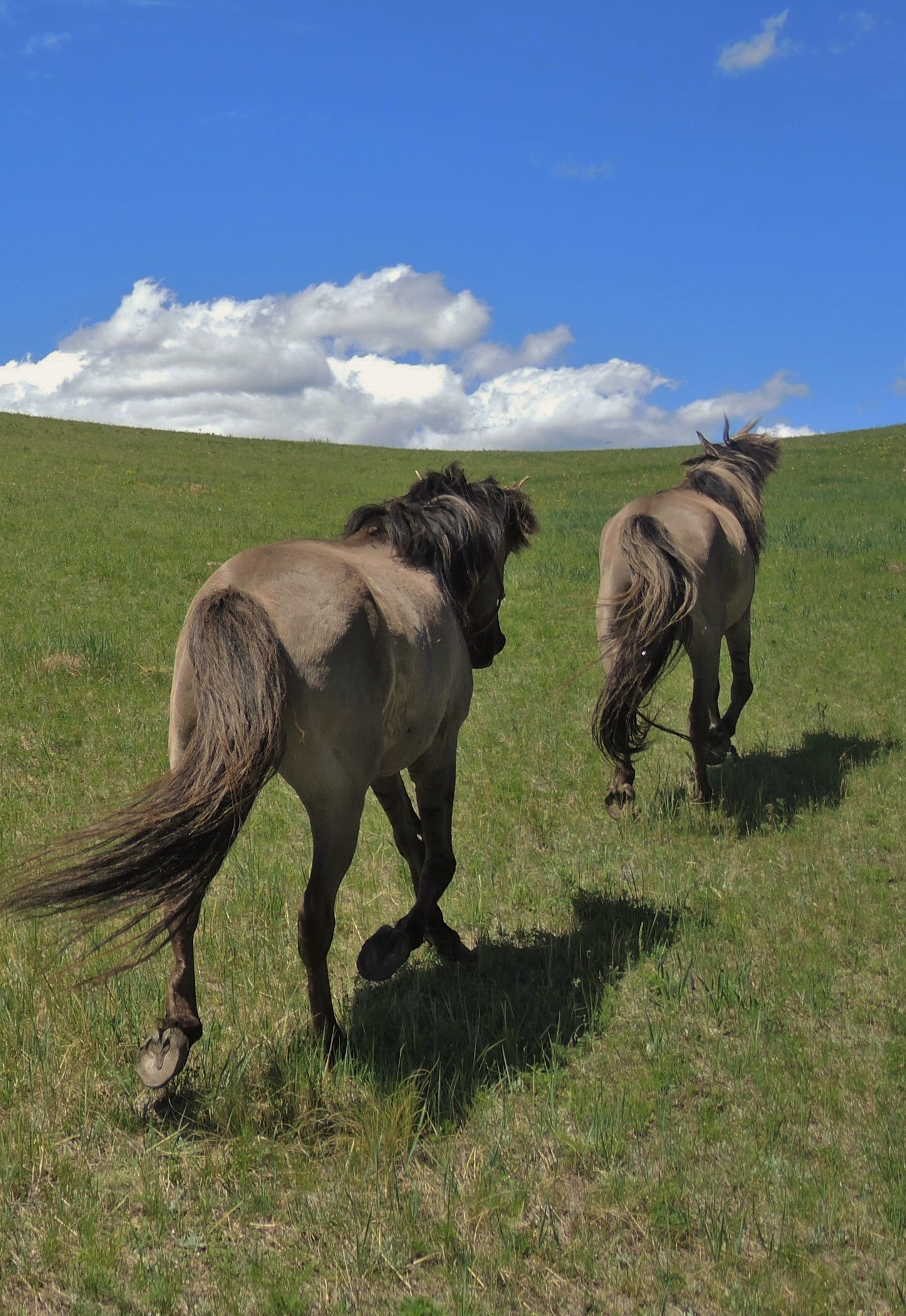 2020 Horse Riding Tours in Mongolia. Stone Horse Expeditions