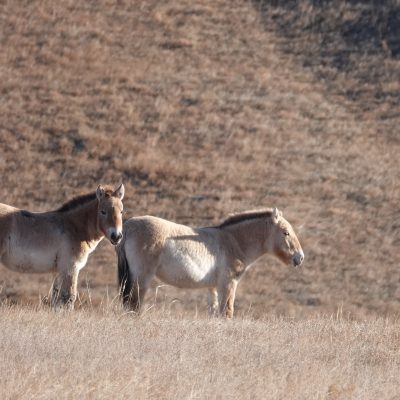 Mongolia Adventure Tour, Przewalski Horses, Takhi, Hustai Nuruu NationaL Park