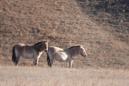 Mongolia Adventure Tour, Przewalski Horses, Takhi, Hustai Nuruu NationaL Park