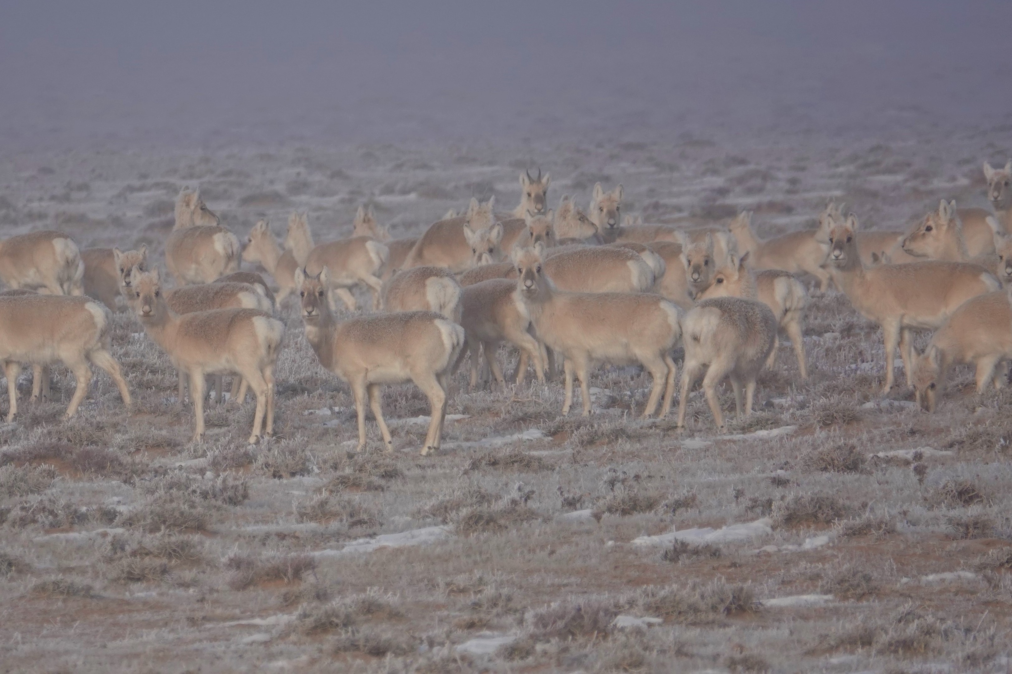 Wildlife and Landscapes of the Desert Steppe, Stone Horse Expeditions, Mongolia