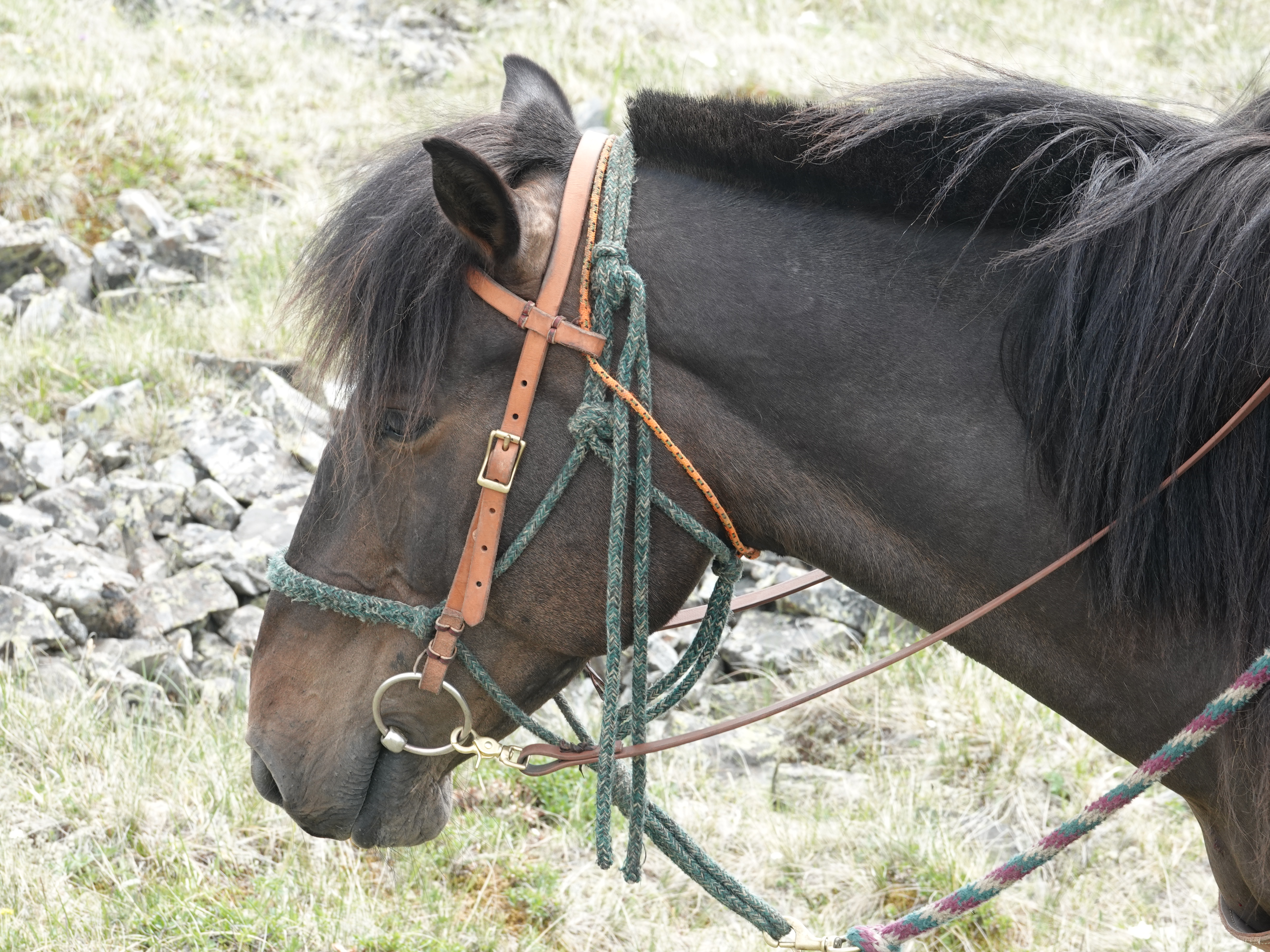 Horses for Riding Holidays in Mongolia, Stone Horse Expeditions