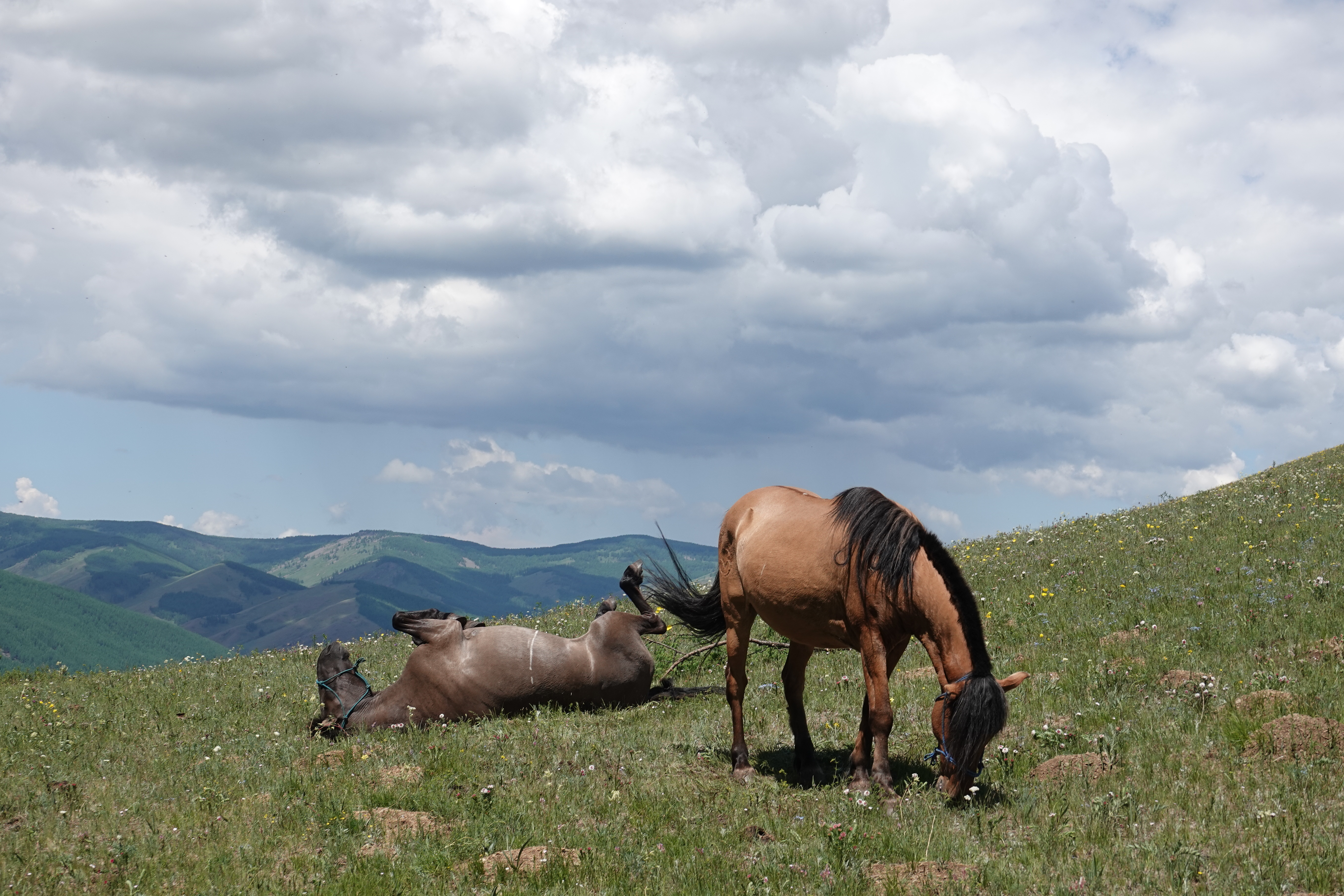 Horses for Riding Holidays in Mongolia, Stone Horse Expeditions