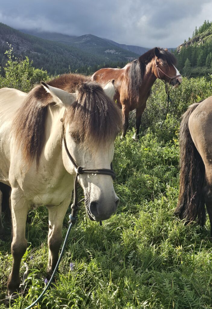 2026 Mongolia Horse Riding Expeditions