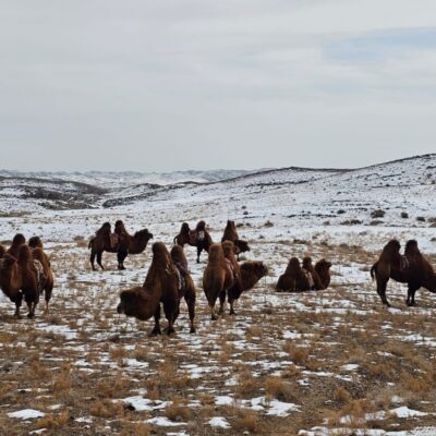 Autumn Gobi Camel Trek