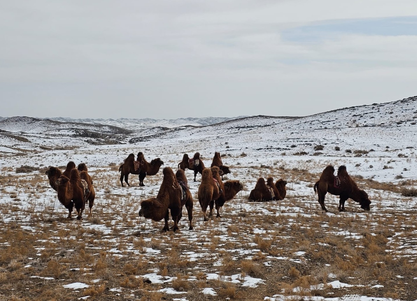 Autumn Gobi Camel Trek